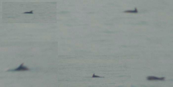TURSIOPI (Tursiops truncatus)